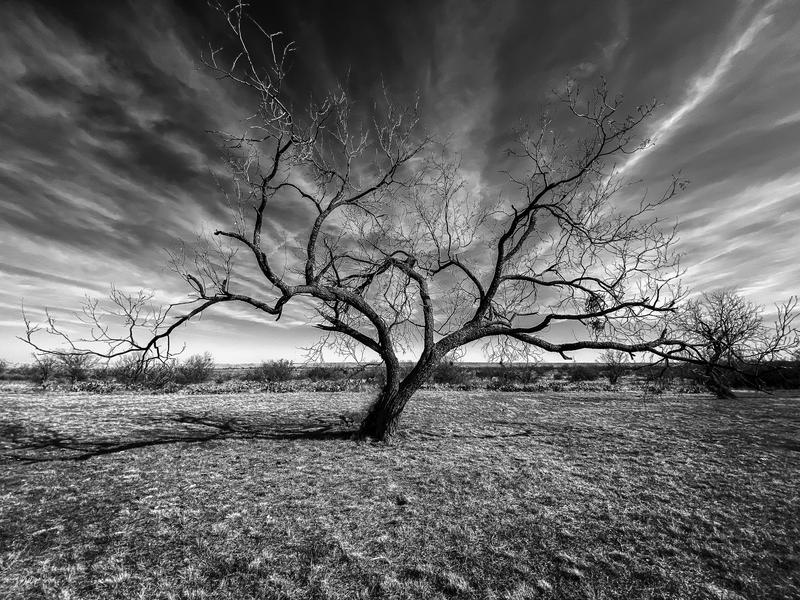 Tree Study 1 in Black & White, San Angelo