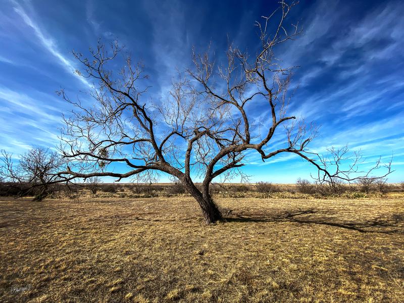 Tree Study 1 in Color, San Angelo